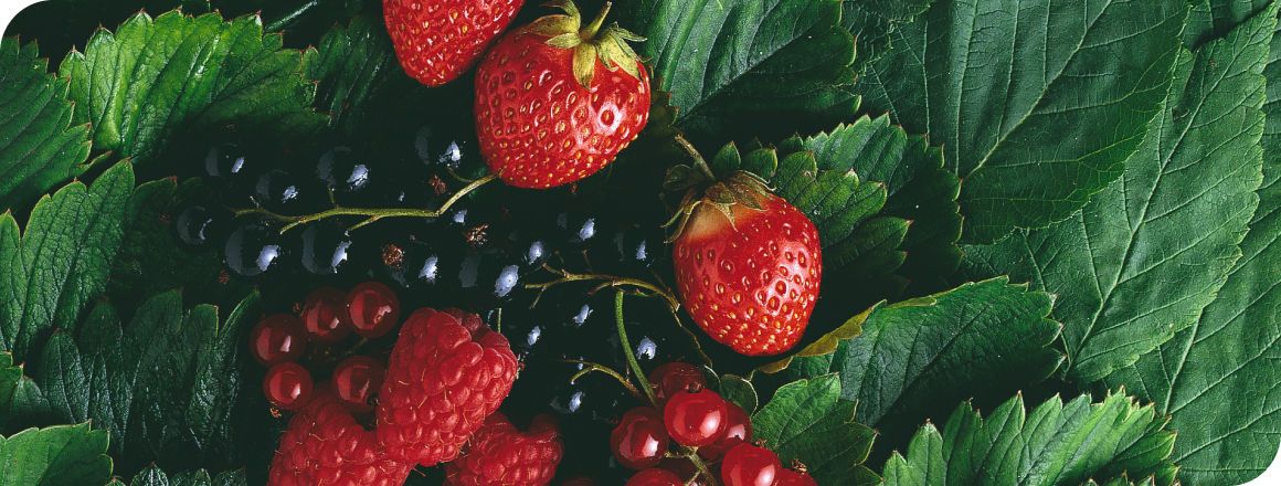 Frutos Vermelhos  