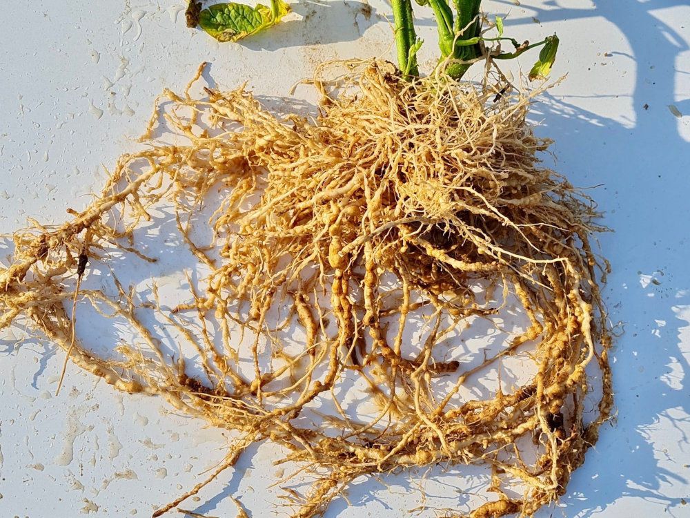 Velsinum: inovação natural para o controlo sustentável de nemátodos em hortícolas de elevado valor